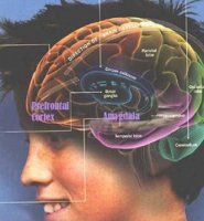 پنج حقيقت مرموز درباره مغز نوجوانان کشف شد